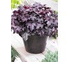 Гейхера Блекберри Джем (Blackberry Jam) P9